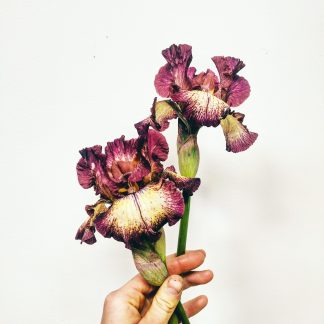 Iris Rhizomes
