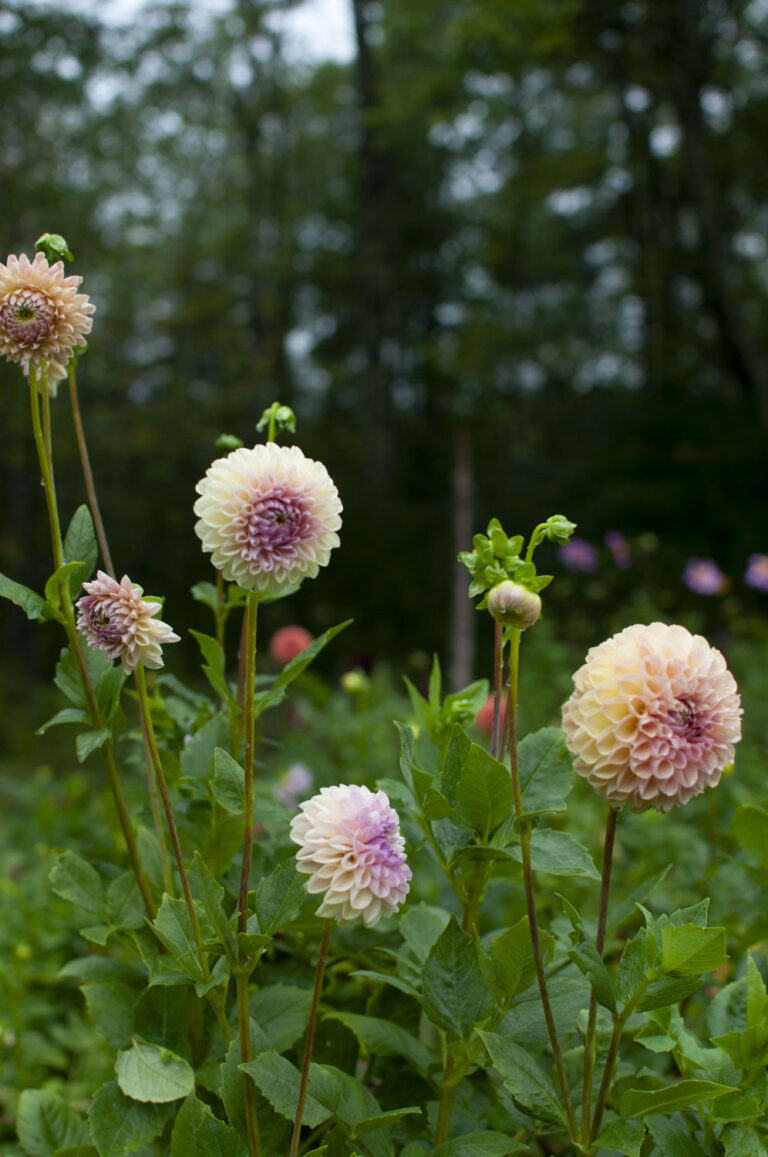 Clearview Peachy – Sea Change Farm & Flower Store